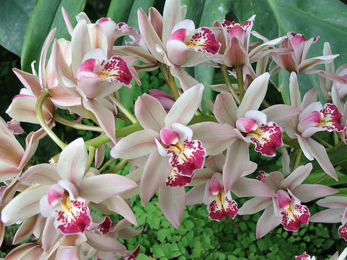 orchidee (20)