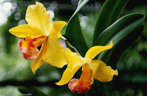 orchidee (15)