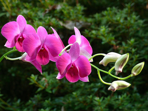 orchidee (16)