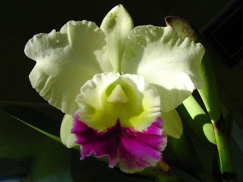 orchidee (13)