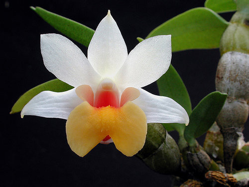 orchidee (17)