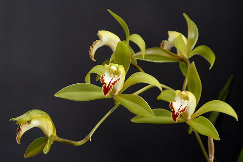 orchidee (23)