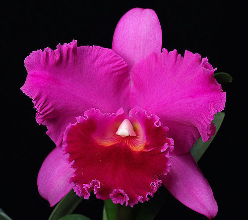 orchidee (28)