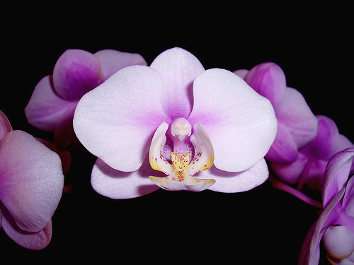 orchidee (37)