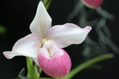 orchidee (35)