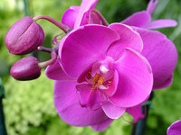 orchidee (45)