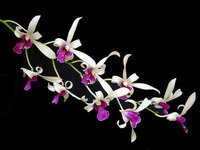 orchidee (47)