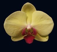 orchidee (46)