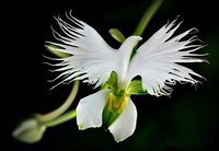 orchidée (51)