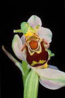 orchidée (54)