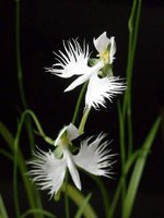 orchidée (52)