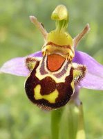 orchidée (53)
