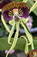 orchidée (56)
