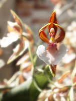 orchidée (58)