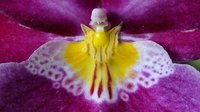 orchidée (60)