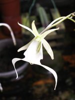 orchidée (59)