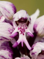 orchidée (57)