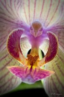 orchidée (61)