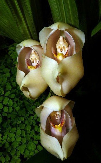 orchidée (63)