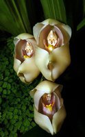 orchidée (63)
