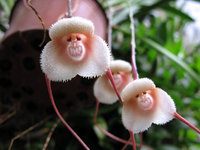 orchidée (65)