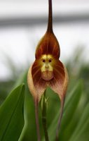 orchidée (66)