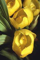 orchidée (64)