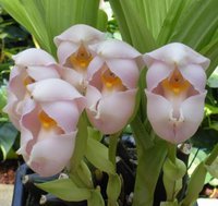 orchidée (62)