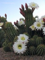 cactus (12)