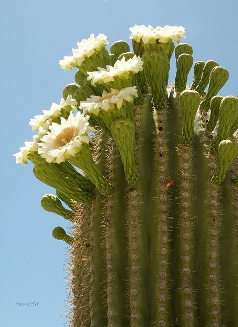 cactus (54)