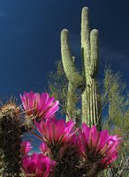 cactus (17)