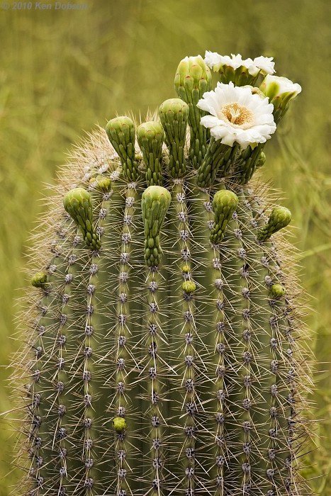 cactus (14)