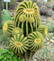 cactus (18)
