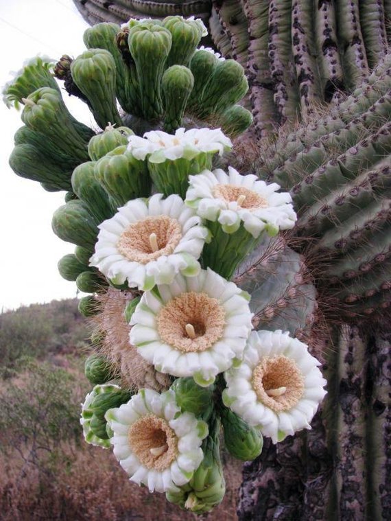 cactus (26)