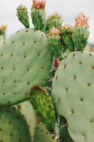 cactus (27)