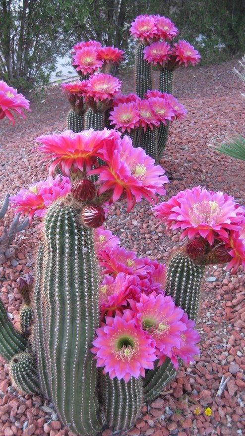 cactus (24)