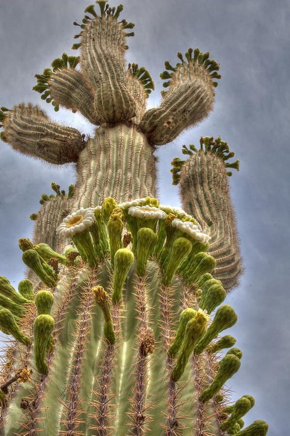 cactus (34)