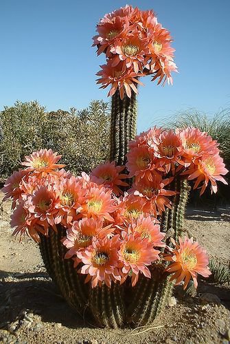 cactus (33)