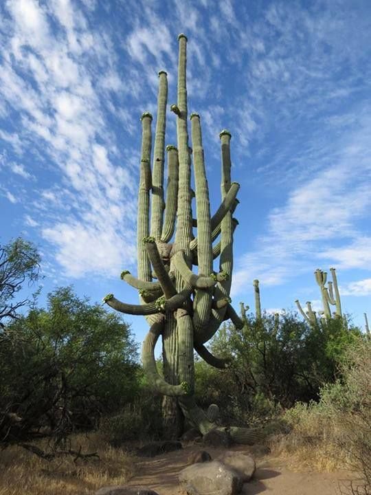 cactus (37)