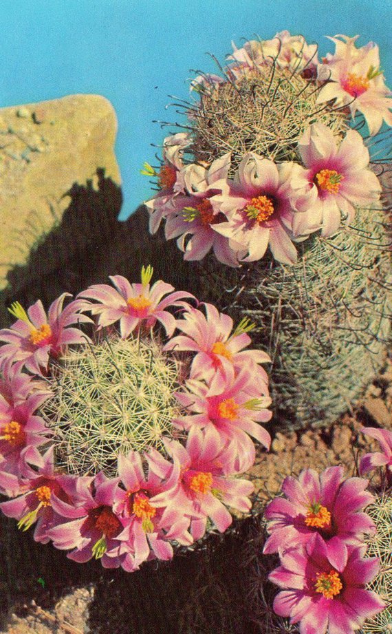 cactus (25)