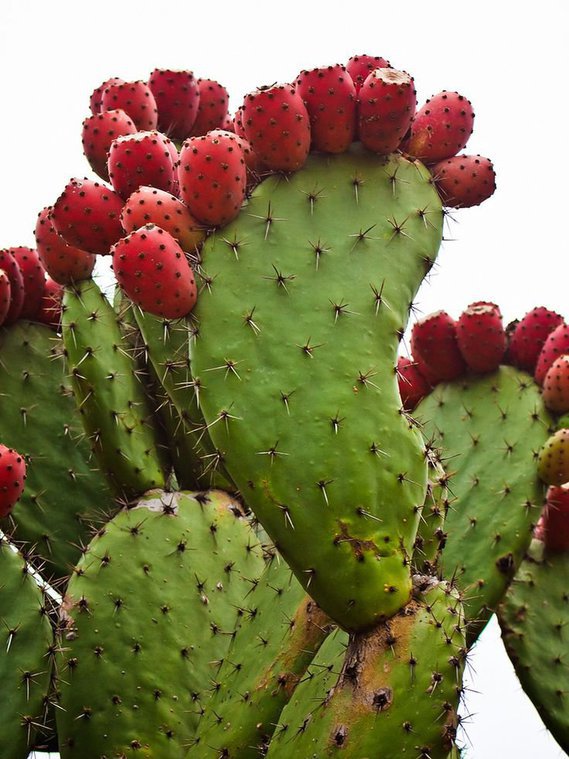 cactus (40)