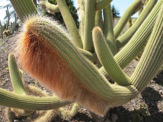 cactus (39)