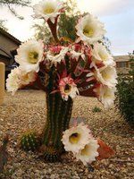 cactus (41)