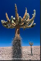 cactus (36)