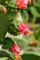 cactus (29)