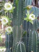 cactus (48)