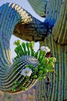 cactus (45)
