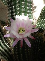 cactus (52)