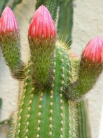 cactus (50)