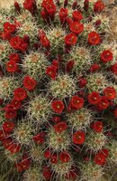 cactus (51)